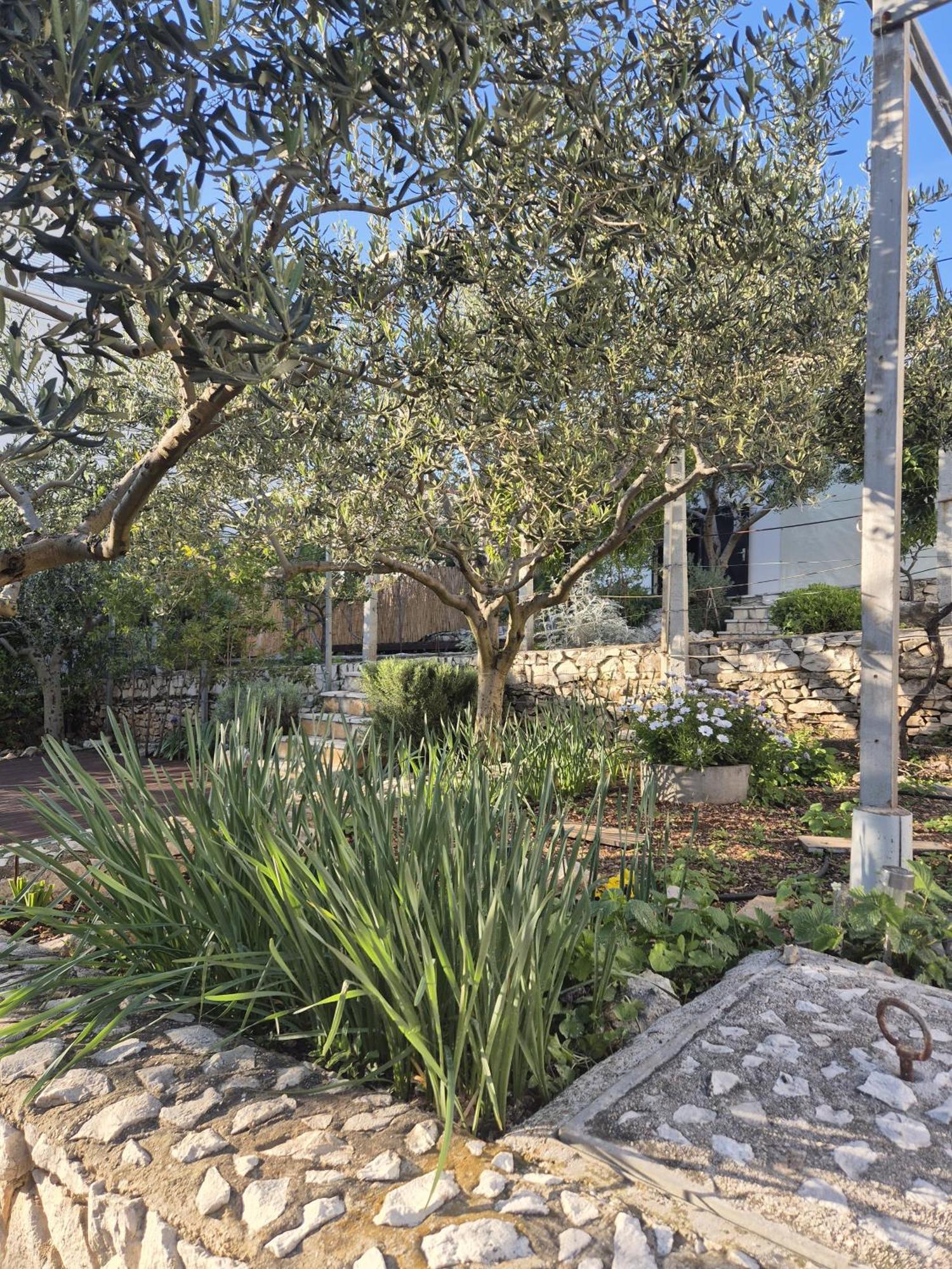 Villa Apartments Oliva Seget Vranjica Dış mekan fotoğraf